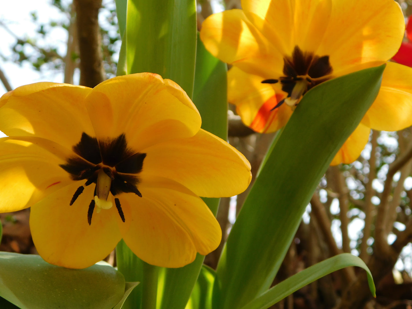 Flowers