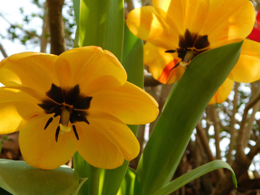 Flowers